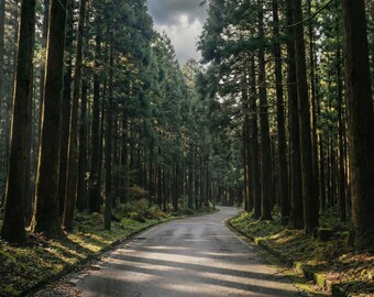 Japanse landschapsmuurkunst Forest Road Between the Cedars