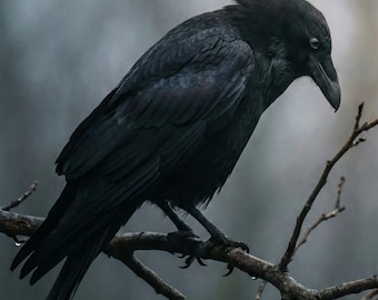 Raaf muurkunst voor woonkamer, gotische zwarte vogelprint, donkere kraai, groot verticaal decor
