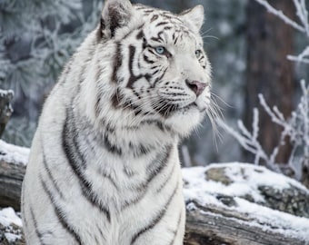 Muurkunst tijger voor woonkamer, grote verticale mannelijke maar rustige dierenprint