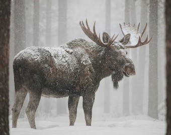 Muurkunst eland, grote mannelijke muurkunst voor woonkamer of boven de open haard