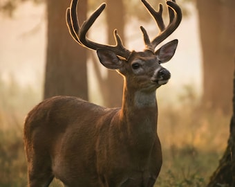 Muurkunst hert voor woonkamer Grote muurkunstdruk