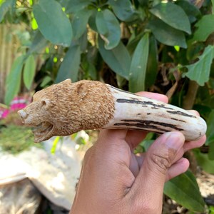 May include: A carved antler handle featuring a detailed bear head with an open mouth. The bear head is textured to resemble fur, while the remaining portion of the antler retains its natural smooth, off-white surface with dark brown grooves.