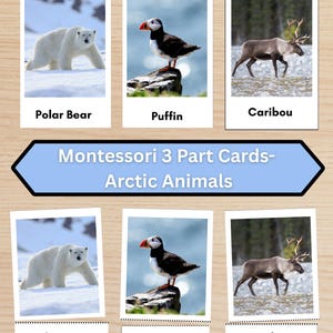 Op de afbeelding: Montessori 3-delige kaarten met Arctische dieren: ijsbeer, papegaaiduiker en kariboe. Elke kaart heeft een foto van het dier met zijn naam eronder. De kaarten zijn geplaatst op een lichte houtnerf achtergrond.