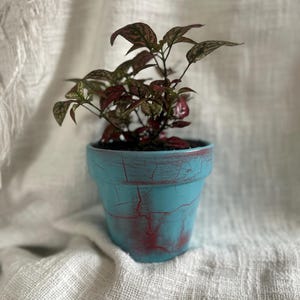 Può includere: Una piccola pianta in vaso con foglie rosso scuro e verdi. La pianta è in un vaso turchese con una finitura screpolata e invecchiata. Il vaso poggia su un tessuto bianco strutturato.