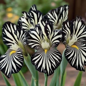 Peut inclure: Gros plan sur plusieurs fleurs d'iris aux pétales rayés noirs et blancs saisissants, rappelant des motifs zébrés. Les fleurs ont des centres jaunes et se détachent sur un fond vert flou. L'image met en valeur la beauté unique de ces fleurs.