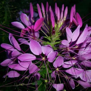 Puede incluir: Primer plano de una vibrante flor púrpura con delicados pétalos y largos y delgados estambres. El centro de la flor es de un verde brillante, contrastando con el fondo oscuro. Una hermosa exhibición del arte de la naturaleza.