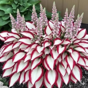 Puede incluir: Una vibrante planta de hosta con grandes hojas en forma de corazón, bordeadas de rojo intenso y centros blancos. Altas y delgadas espigas florales con delicadas flores rosas se alzan sobre el follaje. Una llamativa adición ornamental.