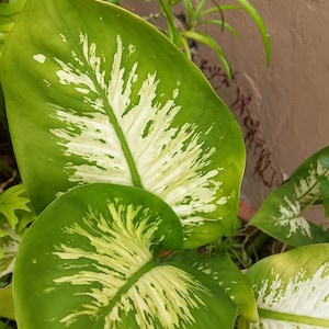 Könnte beinhalten: Nahaufnahme einer Dieffenbachia-Pflanze mit großen, leuchtend grünen Blättern. Die Blätter weisen auffällige weiß-cremefarbene Muster auf. Die Pflanze steht in einem Topf, mit anderen grünen Pflanzen im Hintergrund.