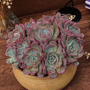 Echeveria laulensis - Etsy 日本