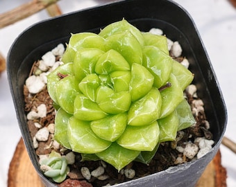 Echeveria Seven Up, einzigartige Sukkulente, Sukkulenten, Kakteen