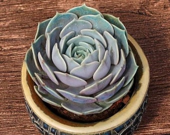 Echeveria Lola, Unique Succulent, Succulents Cacti