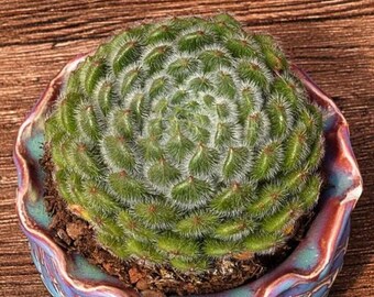 Echeveria Pouteria Caimito, unieke vetplant, vetplanten Cactussen