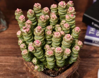 Crassula Perforata, Suculenta Única, Cactus Suculentas