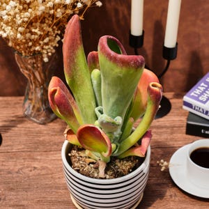 May include: A succulent plant with green and red leaves in a black and white striped pot. The plant sits on a wooden surface, with a cup of coffee and a book in the background. The plant's leaves have a unique, curved shape.