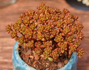 Aeonium Sedifolium, Unique Succulent, Succulents Cacti