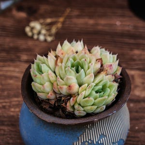 Può includere: Un gruppo di rosette succulente verde pallido e rosa chiaro piantate in un vaso di ceramica blu rotondo e testurizzato. Le foglie succulente sono disposte in modo compatto, con punte affilate e delicate sfumature rosso-rosa sui bordi.