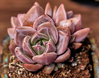 Echeveria Purple Champagne, Suculenta única, Cactus suculentos