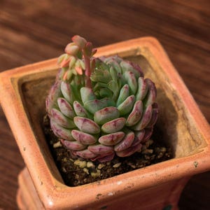 May include: A succulent plant with green and red-tipped leaves, potted in a square, peach-colored ceramic container. The plant has a small, pinkish-orange flower stalk. The pot sits on a dark wooden surface.
