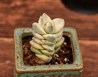 Crassula Moonglow Variegated, Unique Succulent, Succulents Cacti