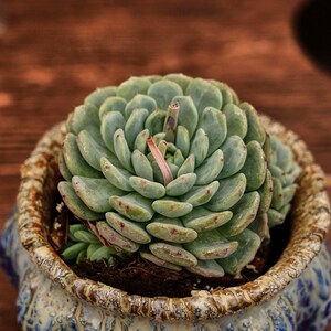 May include: A close-up of a succulent plant in a decorative ceramic pot. The succulent has pale green leaves with reddish tips, arranged in a rosette shape. The pot is blue and white with a textured rim, set against a blurred wooden background.
