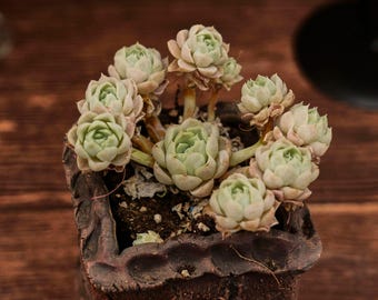 Echeveria White Elegans, Unique Succulent, Succulents Cacti