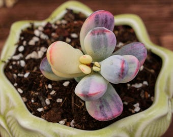 Cotyledon Orbiculata Variegated, Unique Succulent, Succulents Cacti