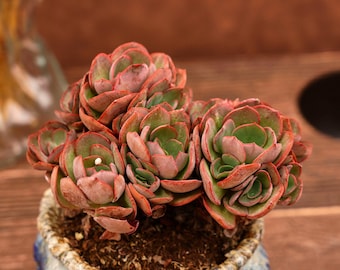 Echeveria Sunyan, Suculenta Única, Cactus Suculentas