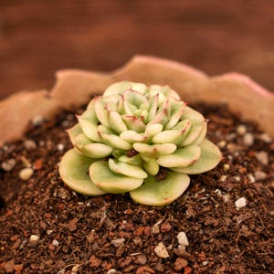 Echeveria Rolly  Variegated, Unique Succulent, Succulents Cacti