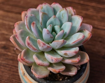 Echeveria Star Snow, Suculenta única, Suculentas Cactus