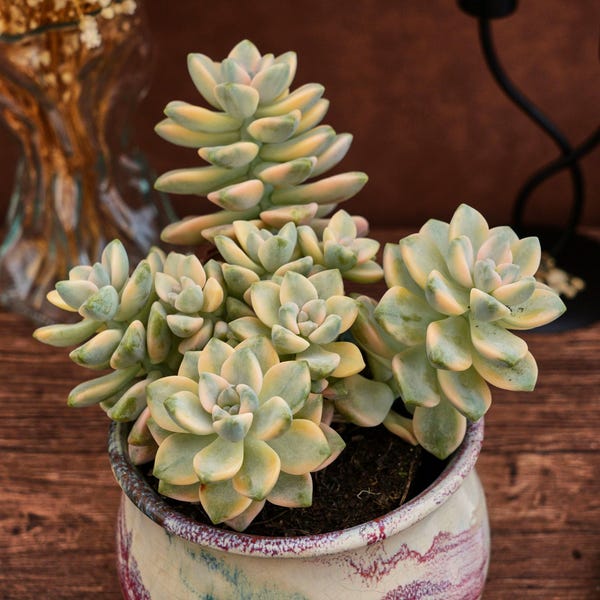 Graptoveria Paraguayense Bernalense Variegata, Unique Succulent, Succulents Cacti