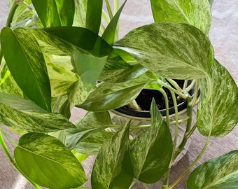 Pothos Plant cutting for Propagation. Marble Queen, easy plant, unrooted, cute plant, new year, new plant, variegated, gift