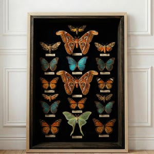May include: A framed display of various butterflies, showcasing a variety of colors and patterns. The butterflies are arranged on a black background, each labeled with a small white tag. The frame is a light wood color, and the overall aesthetic is a blend of natural history and art.