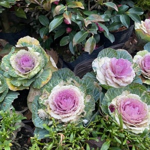 May include: Close-up of ornamental cabbages with vibrant purple centers and ruffled, light green outer leaves. The cabbages are surrounded by green foliage and other plants, creating a natural, colorful display. The image showcases the beauty of these decorative plants.