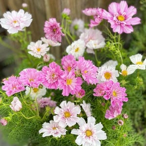 Può includere: Un gruppo di fiori di cosmea in varie tonalità di rosa e bianco, caratterizzati da petali delicati e centri giallo brillante. I fiori sono disposti su sottili steli verdi con fogliame piumato, mostrando un mix di fiori sbocciati e boccioli.