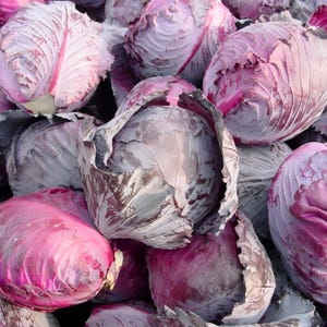 30 Rotkohl Samen | Erbstück Non-GMO | Schnell Wachsend | Topf Freundliche Gemüsesamen | Frische Kräutersamen