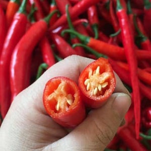 May include: A hand holding two halves of a red chili pepper, revealing the seeds inside. The background is filled with many more red chili peppers with green stems.