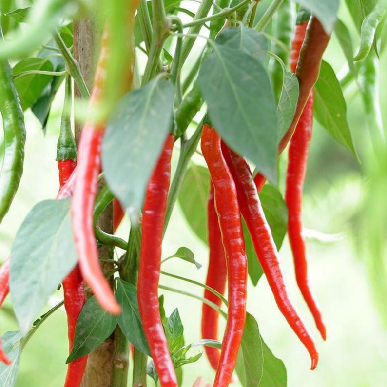 May include: Close-up of a chili pepper plant with vibrant red, elongated peppers. The peppers hang from green stems with green leaves. Some peppers are still green, while others are a deep red.