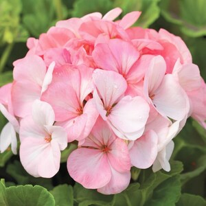 May include: A cluster of light pink geranium flowers with soft, rounded petals and subtle white gradients. The flower head is dense and spherical, featuring delicate veining and small water droplets on the surface, surrounded by green leaves.