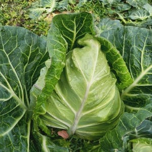 May include: A close-up of a fresh, green cabbage head with large, textured leaves. Water droplets are visible on the leaves. The cabbage is surrounded by other green leaves, suggesting a garden or field setting.