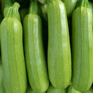 10 italienska squash- och zucchinifrön | Heirloom-frön, icke-GMO | Snabbväxande | Krukvänliga grönsaksfrön | Färska örtfrön