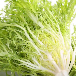 May include: A head of frisée lettuce featuring delicate, curly, and jagged leaves that transition from a pale, creamy white at the base to a vibrant, bright lime green at the tips, showcasing a dense, textured, and branching structure.