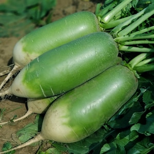 Puede incluir: Tres rábanos verdes con puntas blancas y hojas verdes adjuntas. Los rábanos son alargados y de piel lisa, con un degradado de color de blanco a verde. Las hojas son de un verde vibrante, y los rábanos están en el suelo.