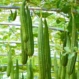 Puede incluir: Un conjunto de calabazas de luffa verdes frescas colgando de un enrejado. Las calabazas son largas, acanaladas y cilíndricas, con un color verde vibrante. El fondo presenta hojas verdes y una estructura metálica.