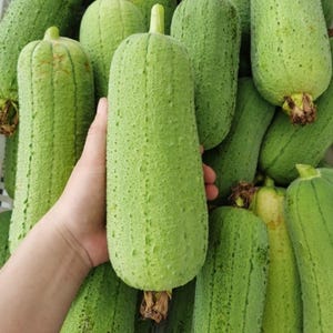 May include: A close-up of several green loofah gourds. One is held in a hand, highlighting its textured surface and elongated form. The gourds are a light green colour with a slightly rough texture, ready for use.