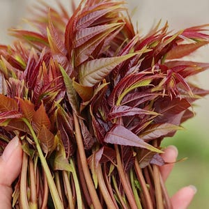 Op de afbeelding: Een close-up van een bos verse, rood-paarse bladeren met groene en gele accenten. De bladeren worden bij elkaar gehouden door hun stelen, waardoor een levendige weergave van natuurlijke kleuren en texturen ontstaat. De afbeelding benadrukt de details van het gebladerte.
