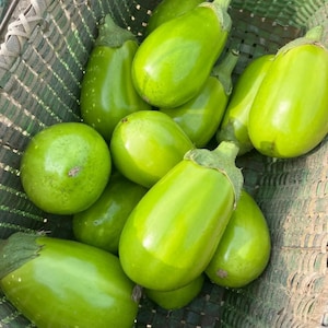 May include: A basket filled with fresh, vibrant green eggplants. The eggplants vary in shape, with some being round and others elongated. The glossy skin reflects light, and the green stems add a touch of contrast. A healthy harvest of fresh produce.