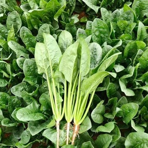 Puede incluir: Un juego de tres tazas de cerámica con un acabado moteado y mate. Las tazas son en tonos crema, gris claro y gris oscuro. Cada taza tiene un diseño simple y minimalista, ideal para café o té.