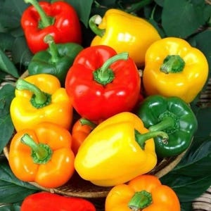 May include: A collection of colorful bell peppers in red, yellow, green, and orange. The peppers are arranged in a woven basket, with green leaves visible in the background. The peppers have green stems.