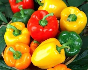 May include: A collection of colorful bell peppers in red, yellow, green, and orange. The peppers are arranged in a woven basket, with green leaves visible in the background. The peppers have green stems.