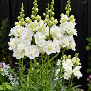 Pode incluir: Um grupo de flores boca-de-leão brancas com caules verdes altos e verticais e múltiplos floretes. As pétalas são franzidas e em camadas, passando de botões fechados no topo para flores branco-creme totalmente abertas na parte inferior.